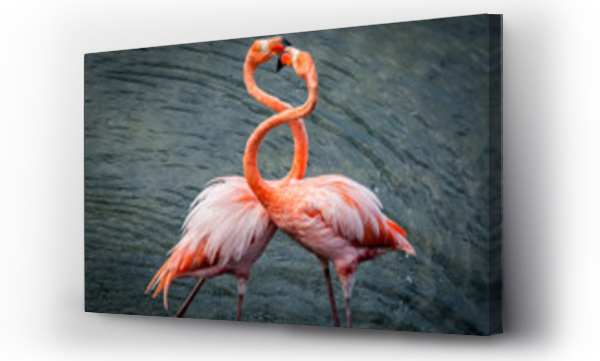 flamingi