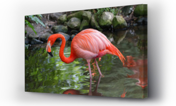 flamingi