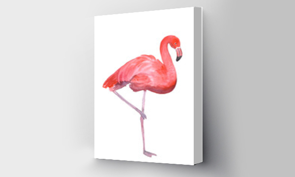 flamingi