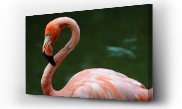 flamingi