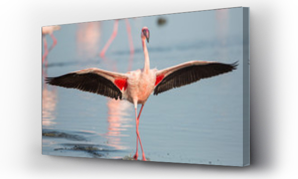 Flaming mniejszy z otwartymi skrzydłami (Phoeniconaias minor), Walvis bay, Namibia