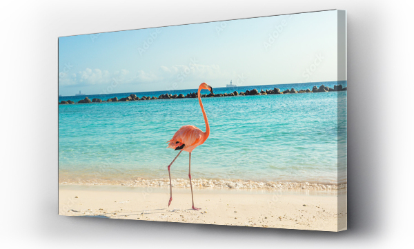 Flamingo na plaży. Wyspa Aruba