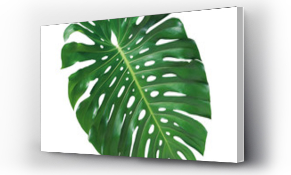 monstera