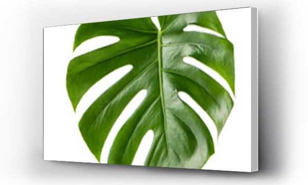 monstera