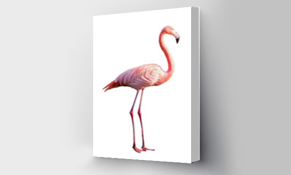 flamingi