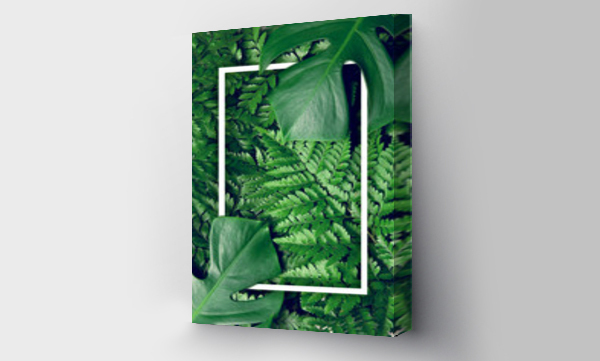 monstera