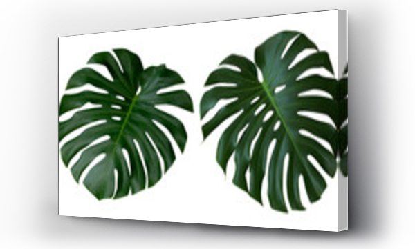 monstera