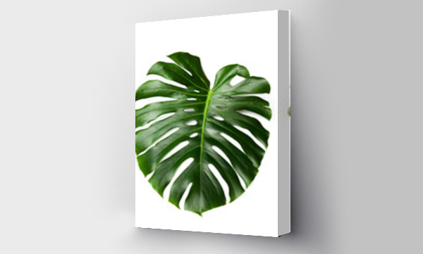 monstera