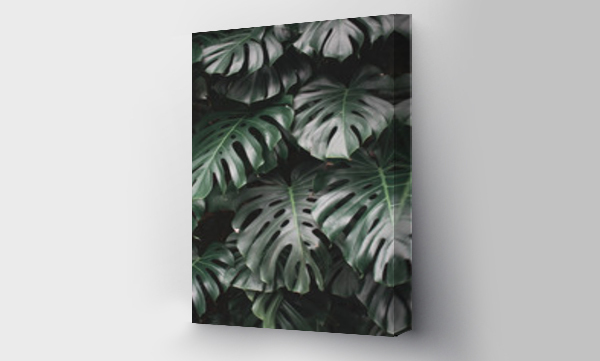 monstera