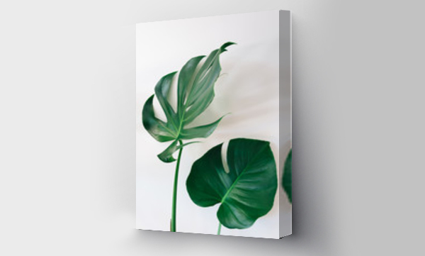 monstera