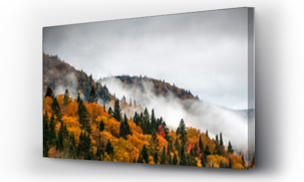 Forest canada, natura