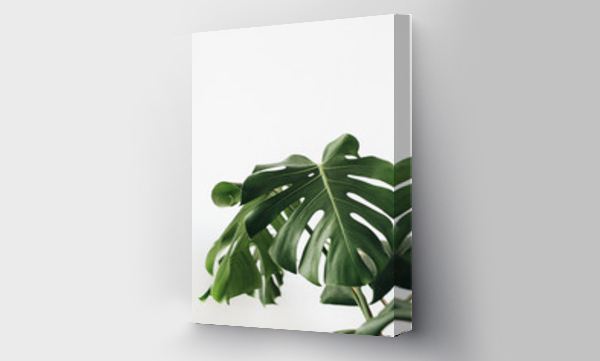 monstera