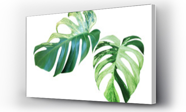 monstera