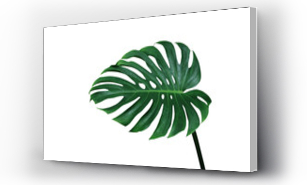 monstera