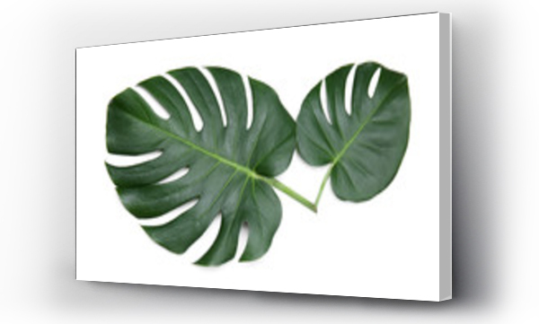 monstera