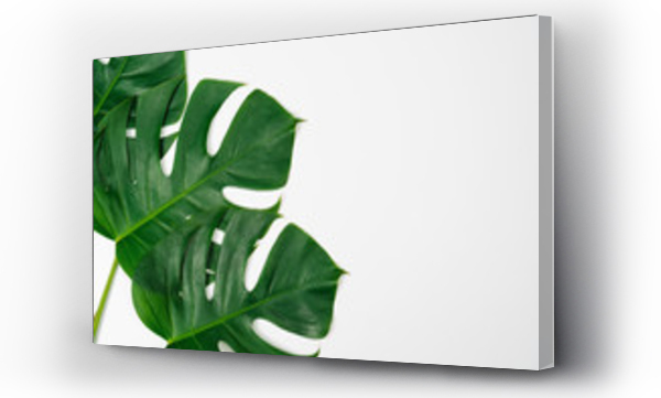 monstera