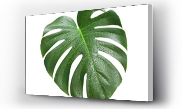 monstera