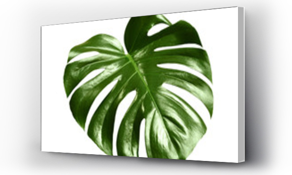 monstera