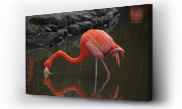 flamingi