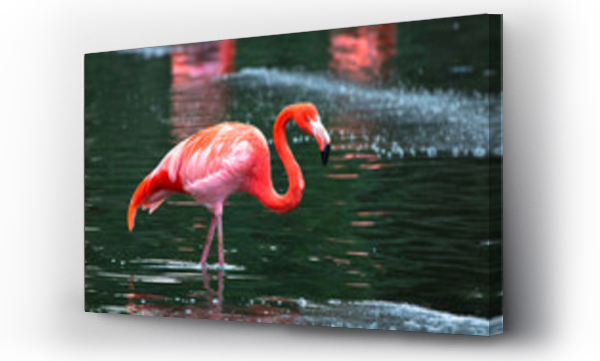 flamingi