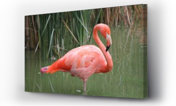 flamingi