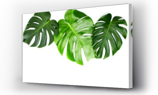 monstera