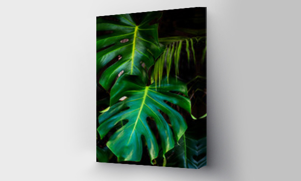 monstera