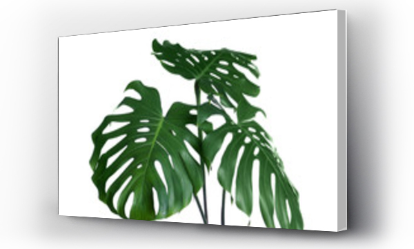 monstera