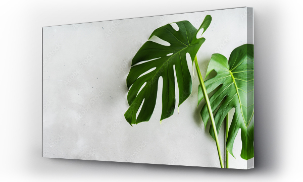 Prawdziwe Tropical jungle Monstera liście na szarym tle betonu. Flat lay, widok z góry. Szeroki baner z miejsca na kopię.