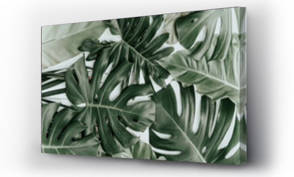 monstera