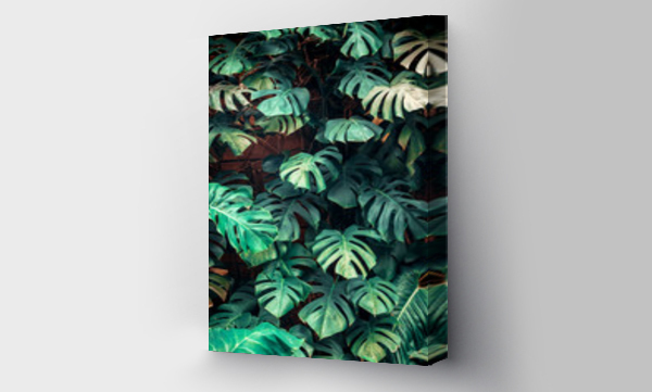 monstera