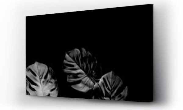 black white, monstera