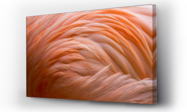 Flamingo-Gefieder (Federkleid)