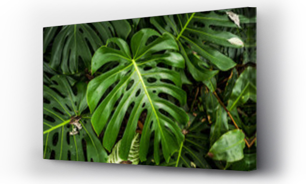 monstera