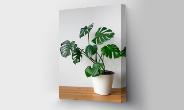 monstera