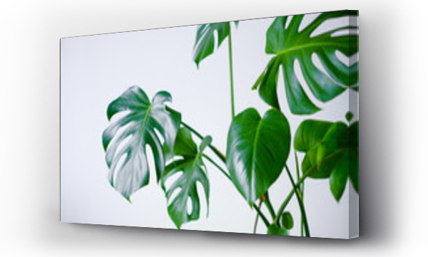 monstera