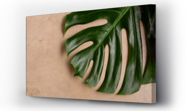 monstera