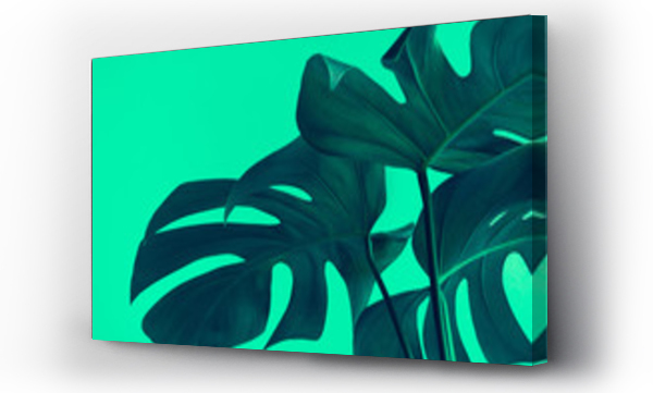 monstera