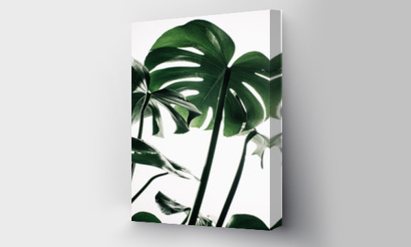 monstera