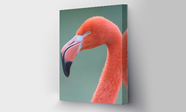 flamingi