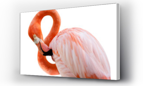 flamingi