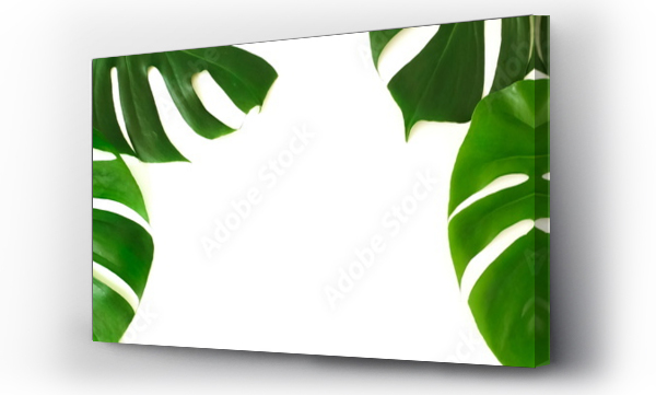 monstera