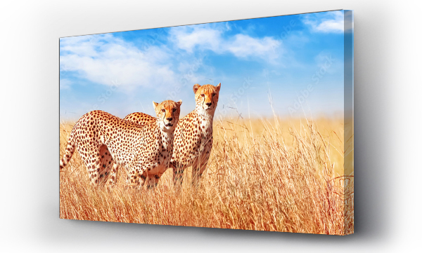 Gepard na afrykańskiej sawannie. Afryka, Tanzania, Park Narodowy Serengeti. Banner projekt. Dzikie życie Afryki.