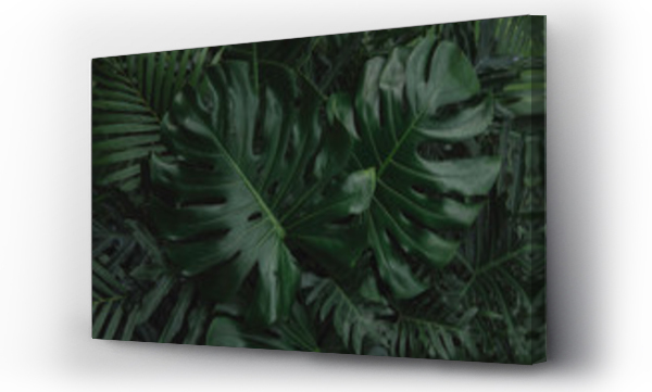 monstera