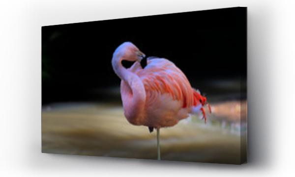 flamingi