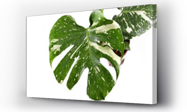 monstera