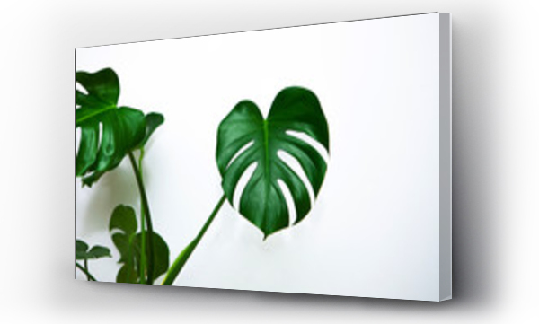 monstera