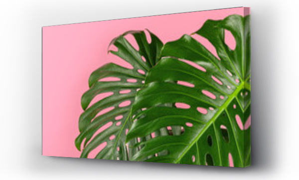 monstera