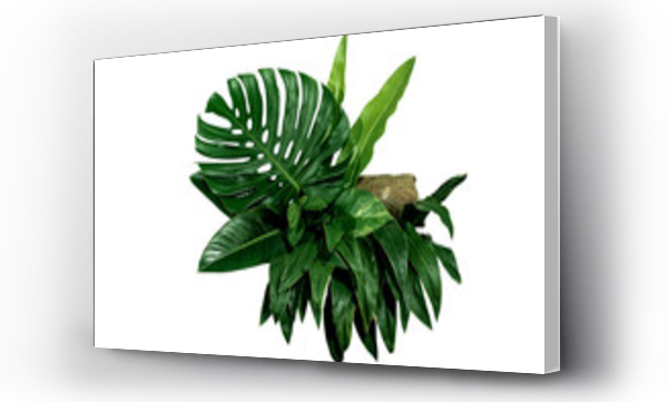 monstera