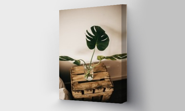 monstera